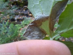 Liriomyza orilliensis