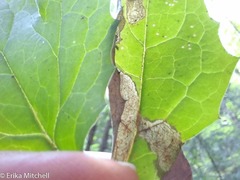Liriomyza orilliensis