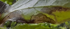 Liriomyza orilliensis