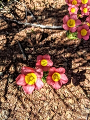 Oxalis inaequalis
