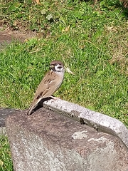 Passer montanus