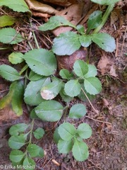 Phytomyza crassiseta