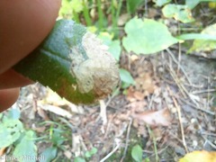 Phytomyza crassiseta