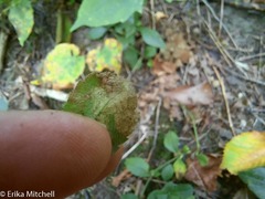 Phytomyza crassiseta