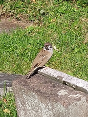Passer montanus