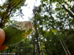 Phytomyza crassiseta