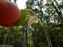 Phytomyza crassiseta