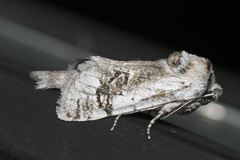 Parahypopta caestrum