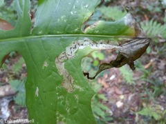 Liriomyza taraxaci