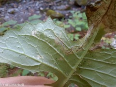 Liriomyza taraxaci