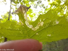 Liriomyza taraxaci