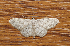 Idaea consolidata