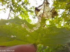 Liriomyza taraxaci
