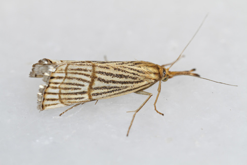 Orange-bar Grass-veneer