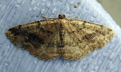 Homochlodes disconventa