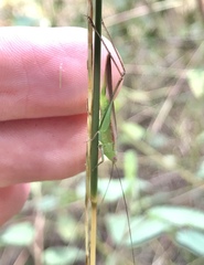 Conocephalus gracillimus