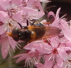 Cyphipelta rufocyanea