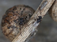 Antistrophus pisum