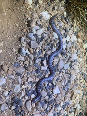 Brachyurophis approximans