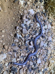 Brachyurophis approximans