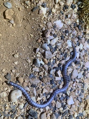 Brachyurophis approximans