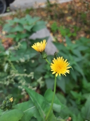 Sonchus oleraceus