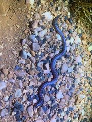 Brachyurophis approximans