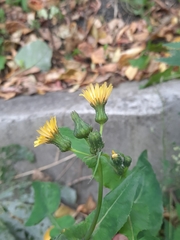 Sonchus oleraceus