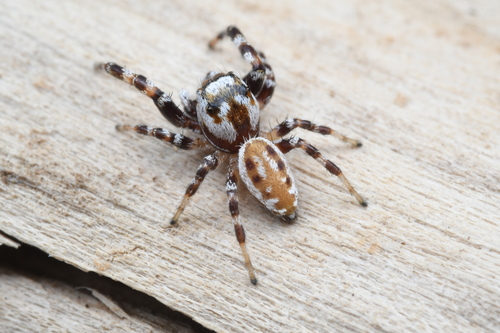 Metaphidippus chera