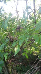 Sambucus nigra