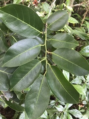 Ilex krugiana