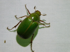Xylonichus