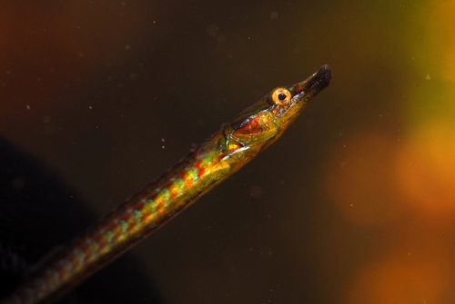 Deep-bodied pipefish (Kaupus costatus) — Syngnathidae — 3