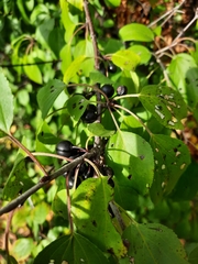 Rhamnus cathartica
