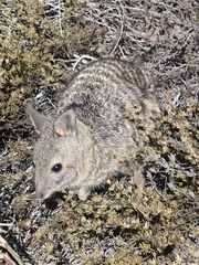 Banded Hare-Wallaby photo 5