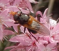 Cyphipelta rufocyanea
