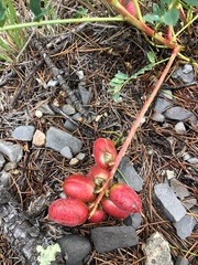 Astragalus sanguineus