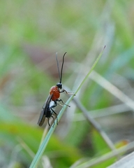 Campyloneurus