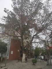 Ficus