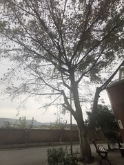 Ficus