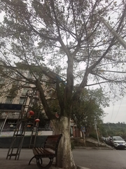 Ficus