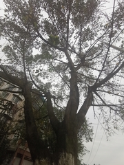 Ficus