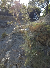 Seseli ponticum