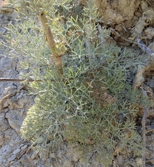 Seseli ponticum