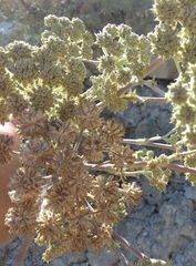 Seseli ponticum