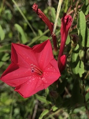 Ipomoea microdactyla