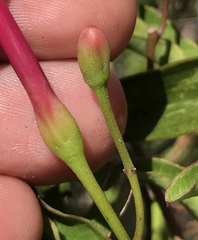 Ipomoea microdactyla