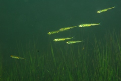 Atherinosoma microstoma