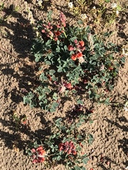 Indigofera procumbens