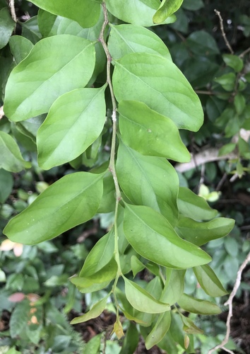 Schoepfia schreberi image